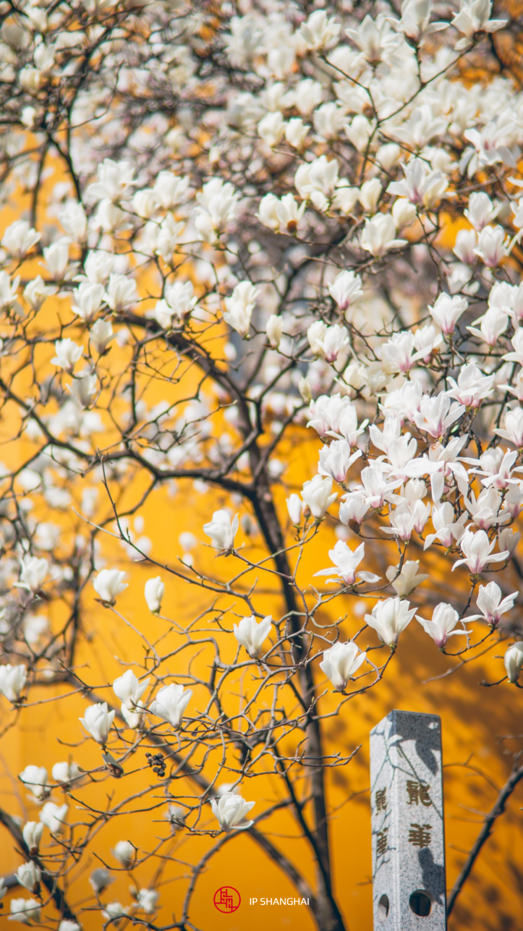 樱花停一下,古风玉兰更美
