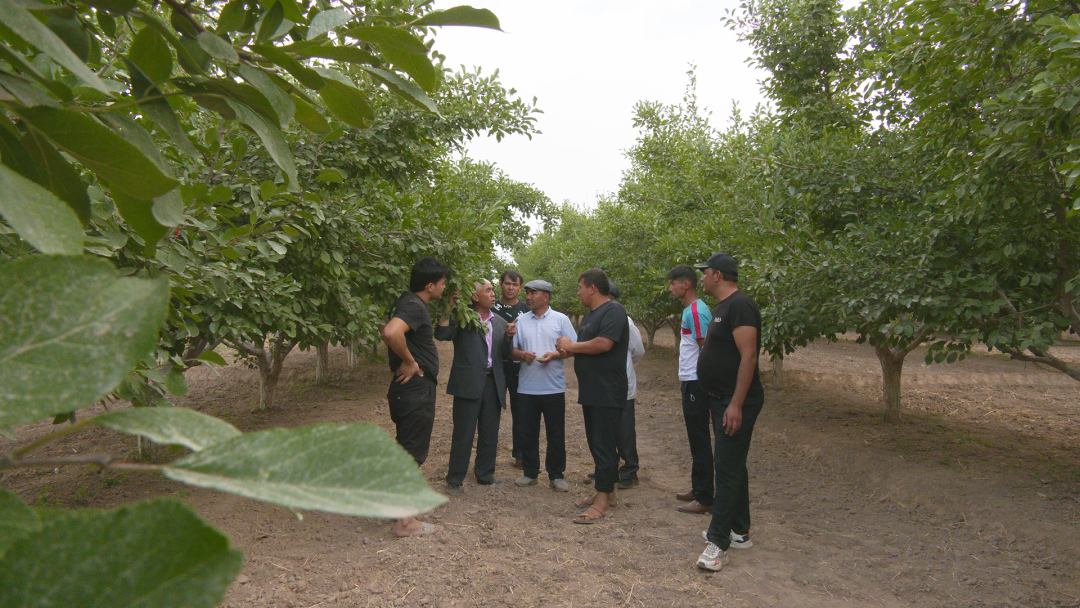 伽师县45万亩新梅夏季管理正当时
