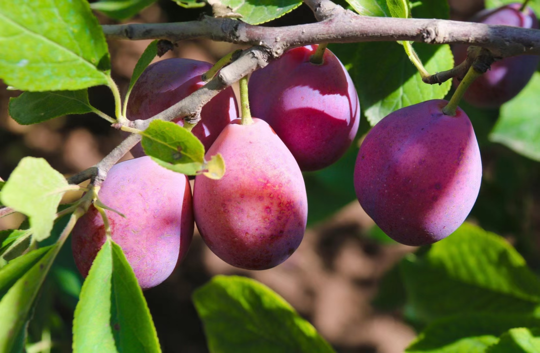 来源:伽师县融媒体中心