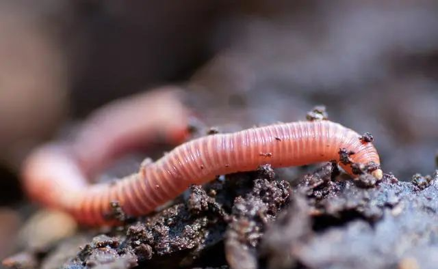 钓鱼王,蚯蚓钓鱼,用什么打窝好呢?