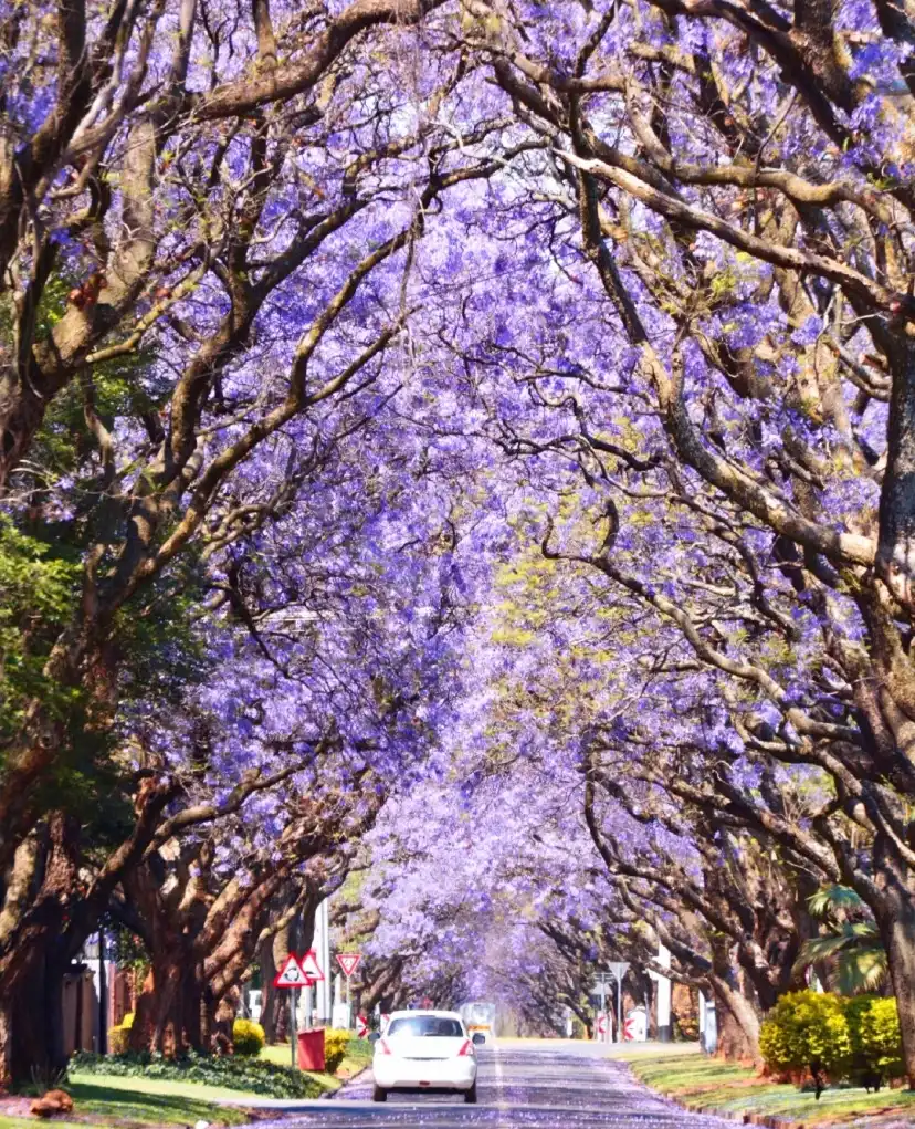 国内赏网红蓝花楹胜地 满城蓝紫色比澳洲和南非动人百倍 去哪儿攻略 每日精选公众号文章