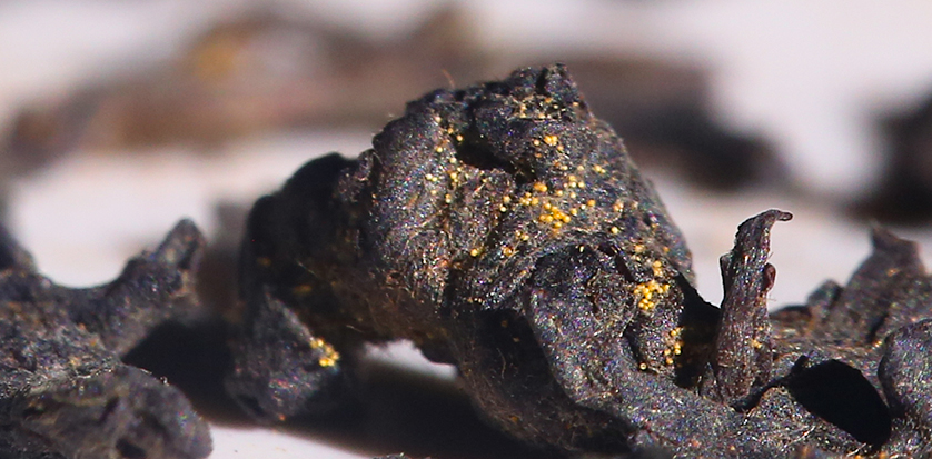 不可不知！黑茶排毒将成为中国人最佳养生之道！