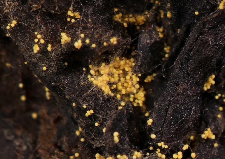 黑茶“金花”的五大神奇之处，你绝对想象不到！