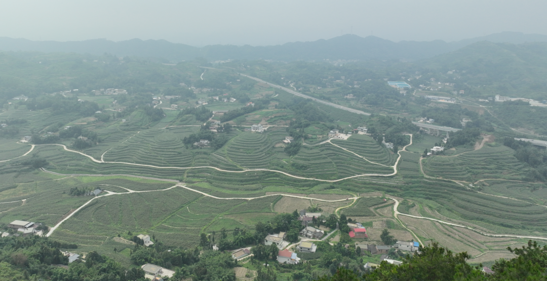 庆岭镇向阳村:千亩高粱红映天 丰收景象美如画