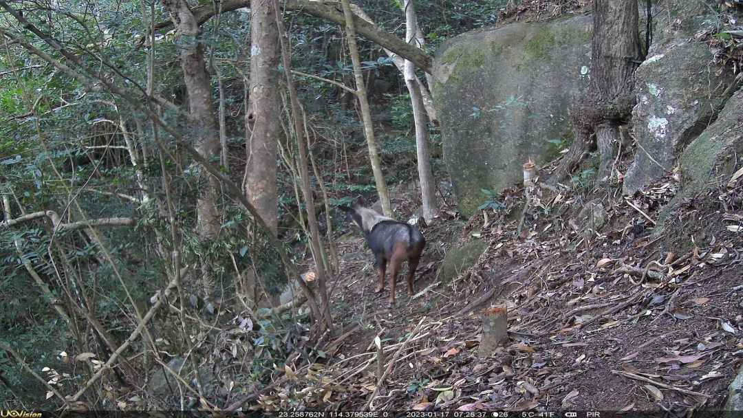 两头四不像首次同框中华鬣羚又现广东象头山保护区