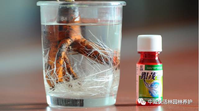 图解 罗汉松盆景怎么扦插的方法