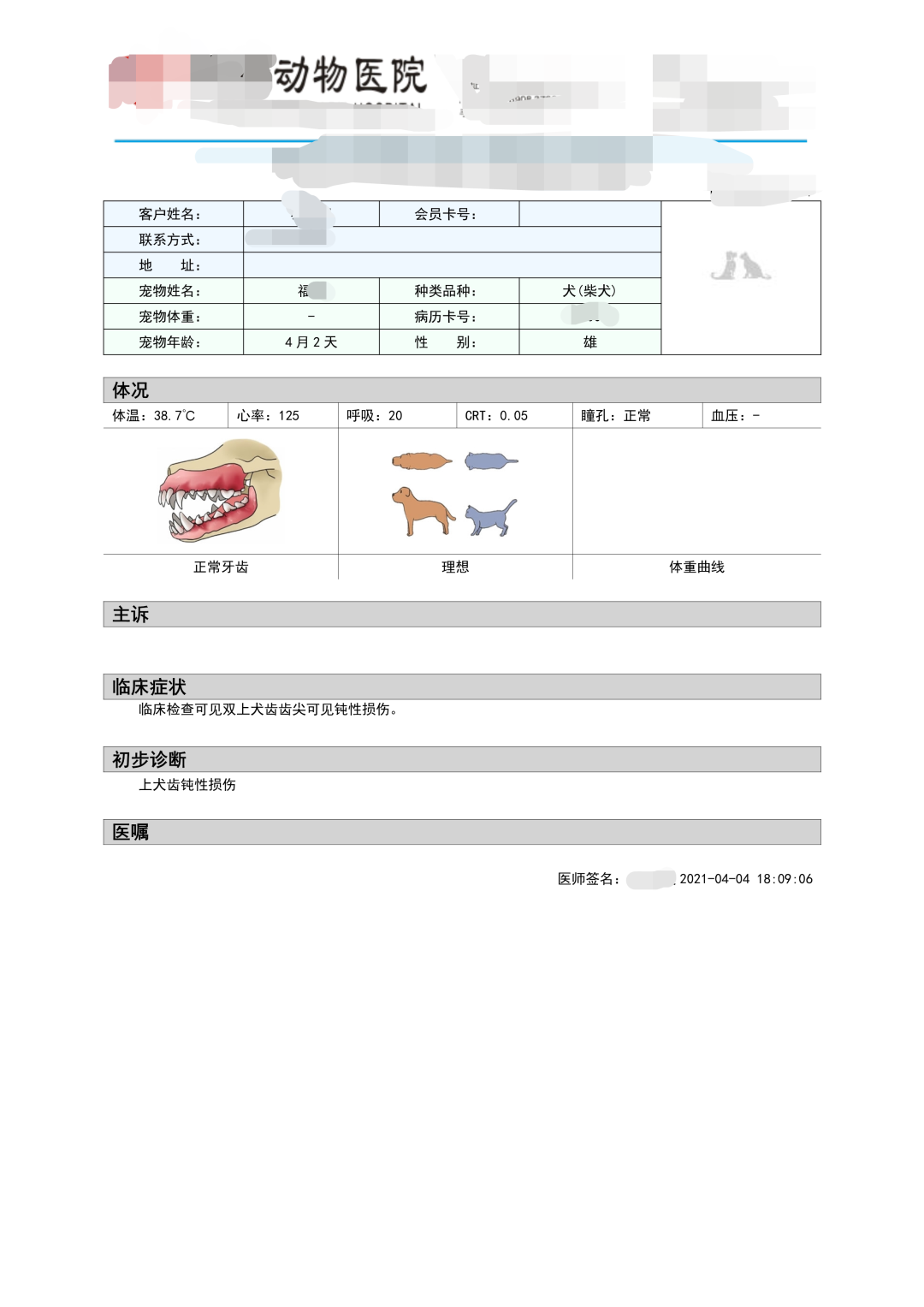 “全网大宠爱”被剪牙的广州柴犬宝宝被正式领养啦!-微信头条网 “全网大宠爱”被剪牙的广州柴犬宝宝被正式领养啦!