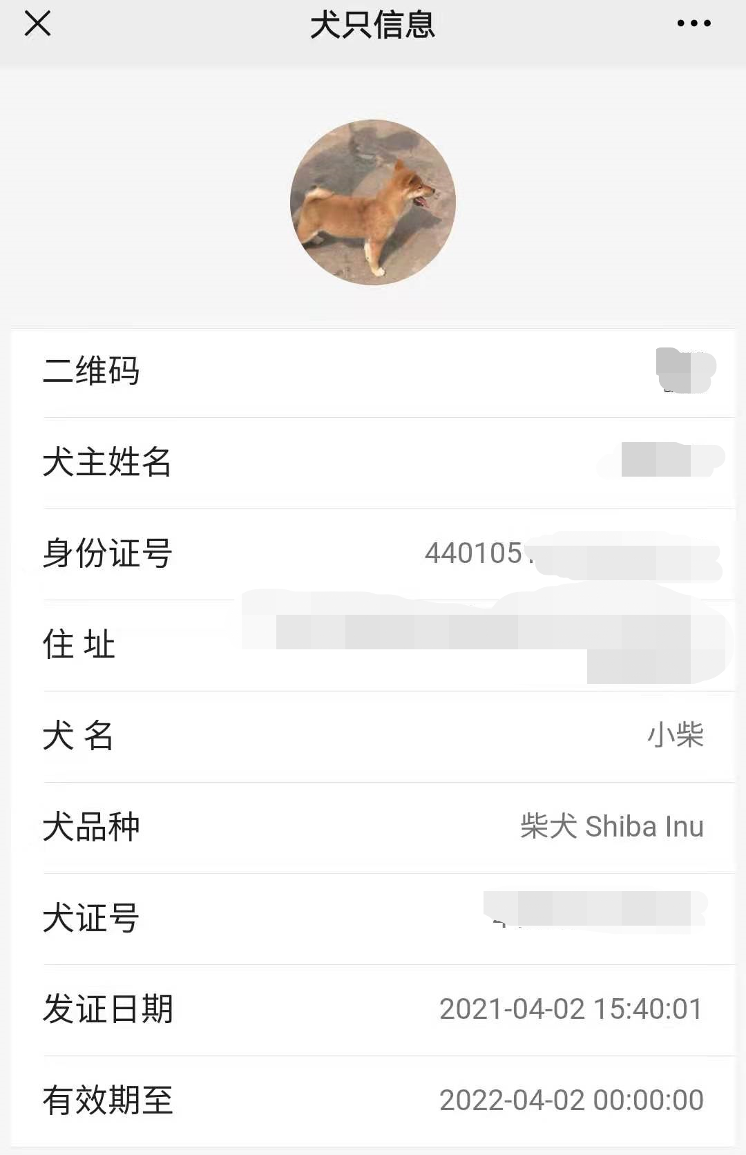 “全网大宠爱”被剪牙的广州柴犬宝宝被正式领养啦!-微信头条网 “全网大宠爱”被剪牙的广州柴犬宝宝被正式领养啦!