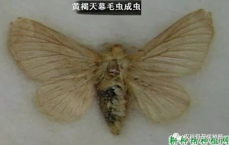 虫害 种芒果如何防治黄褐天幕毛虫 芒果产业联盟 微信公众号文章阅读 Wemp