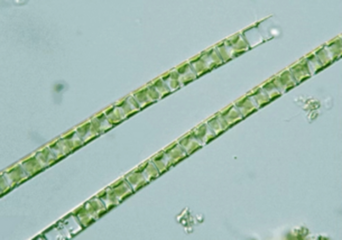 藻类科普小课堂直链藻