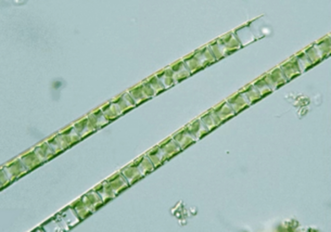 颗粒直链藻图片