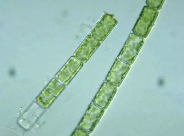 藻类科普小课堂直链藻