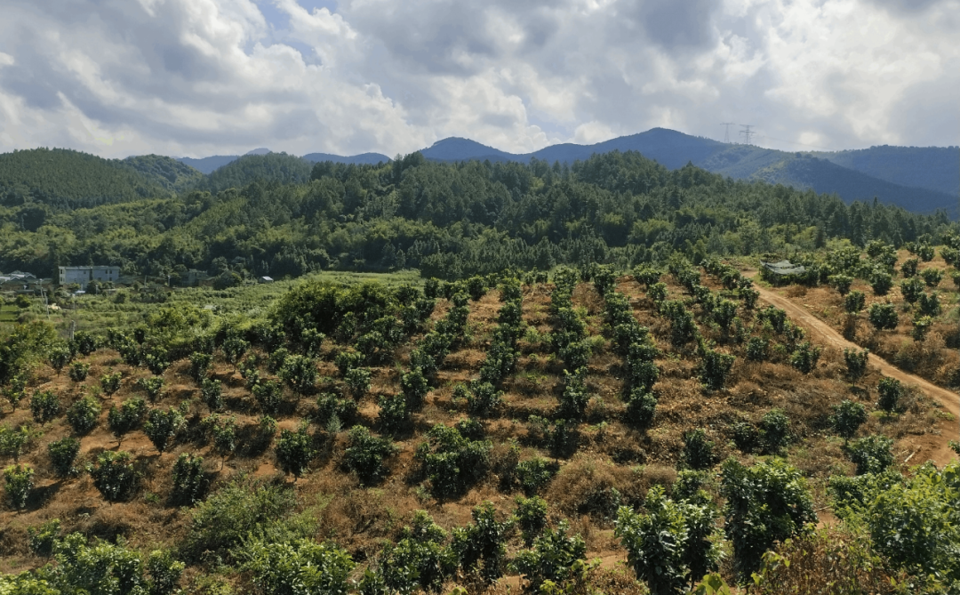 日本香柚种植基地图片