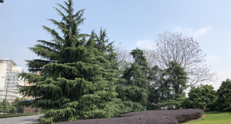 压力大、经常熬夜，脱发严重怎么办？这一味中草药既常见功效又好。