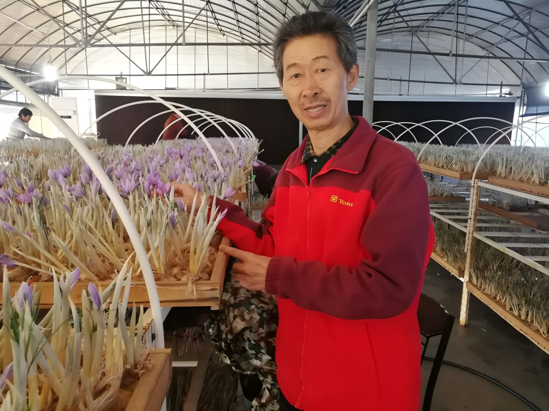 美伊战争引爆西红花价格——西红花全国种植现状、市场需求及行情分析