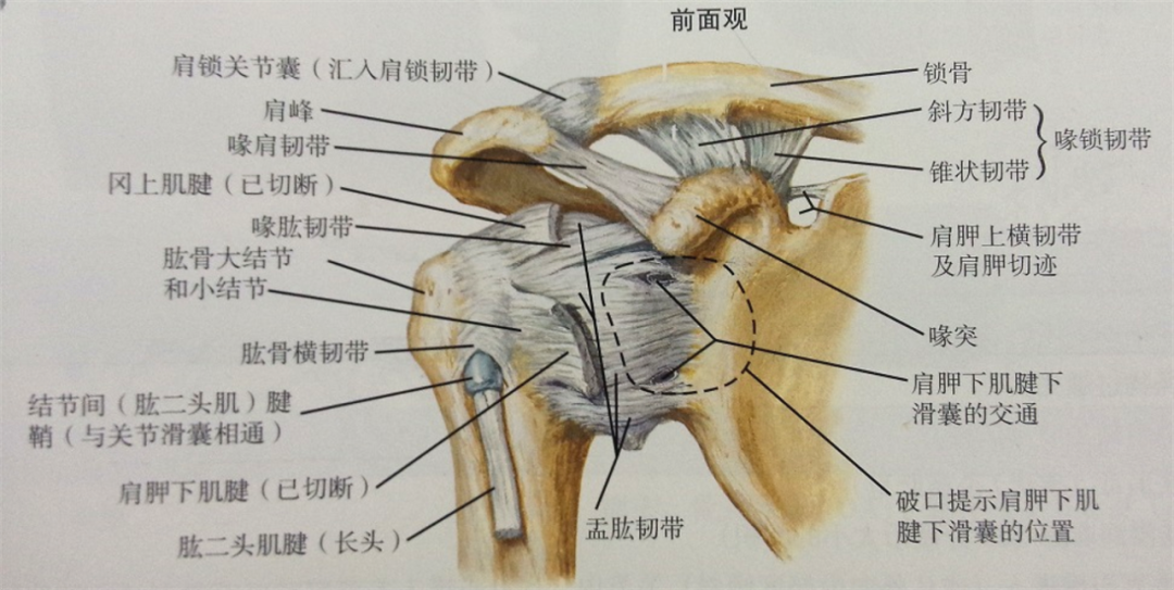 锁骨骨折：从分型到治疗的超全讲解，一文搞定！