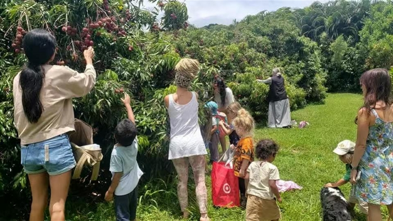 　　位于夏威夷的凯伊家族（Kaye Family Farms）、胡拉兄弟（Hula Brothers）等农场的荔枝受到了许多买家的喜爱