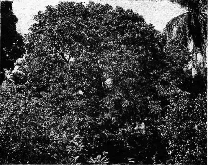 陈芳在夏威夷种植的荔枝树