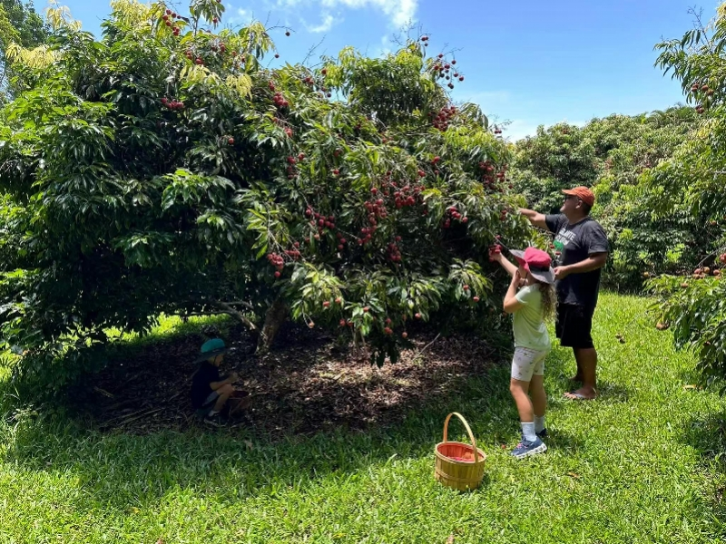 夏威夷的荔枝