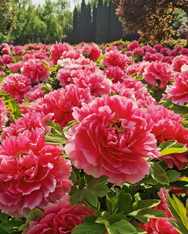 园中有数亿万年天然形成世界罕见的牡丹石,有当前中国牡丹的活化石