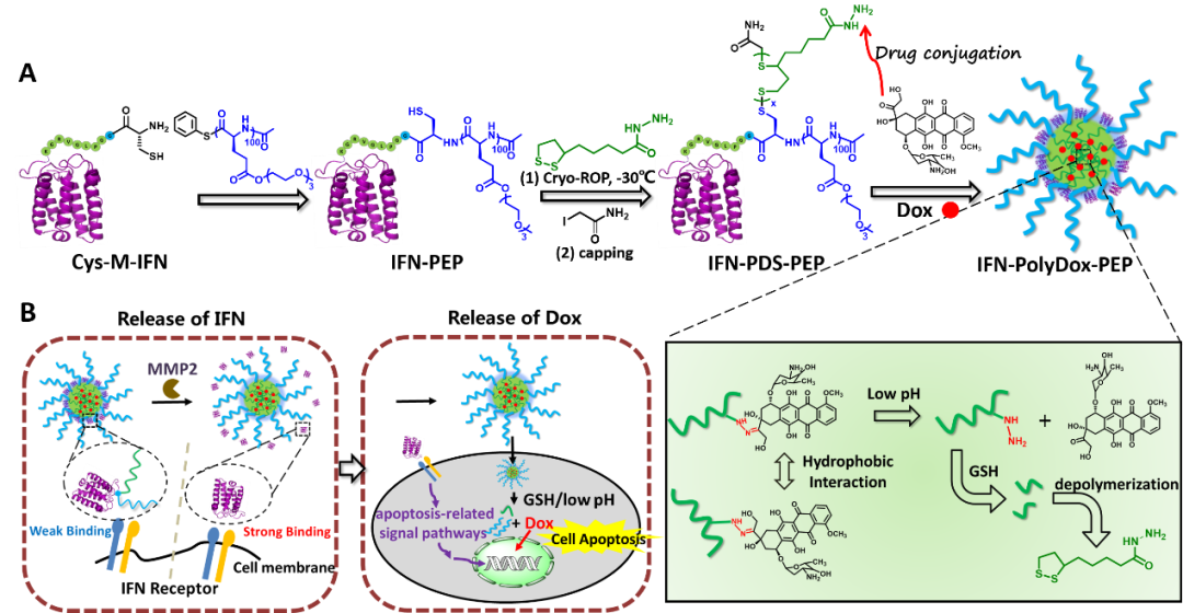 北京大学吕华课题组：蛋白质-高分子偶联物的精准设计--聚氨基酸化干扰素联合阿霉素用于肿瘤协同治疗的图1