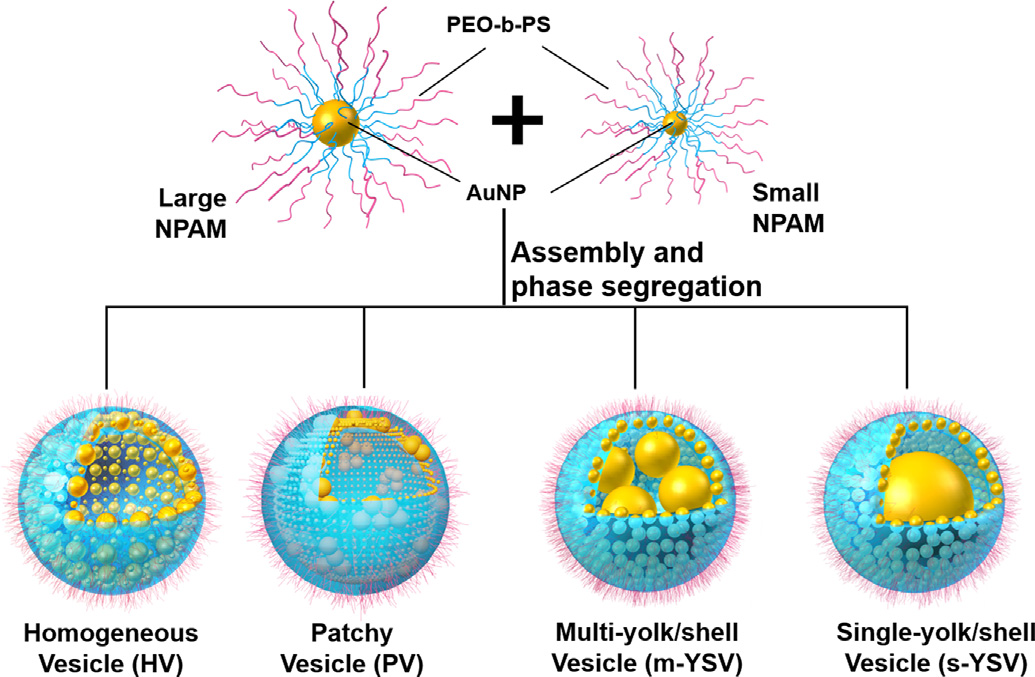 复旦大学聂志鸿教授等：熵驱动的二元纳米粒子两亲性杂化囊泡的分离和出芽的图1