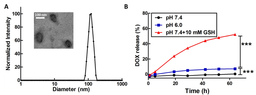北京大学吕华课题组：蛋白质-高分子偶联物的精准设计--聚氨基酸化干扰素联合阿霉素用于肿瘤协同治疗的图2