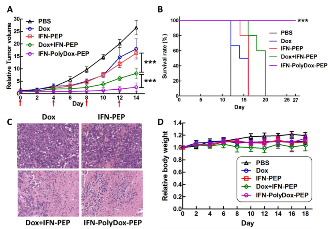 北京大学吕华课题组：蛋白质-高分子偶联物的精准设计--聚氨基酸化干扰素联合阿霉素用于肿瘤协同治疗的图4