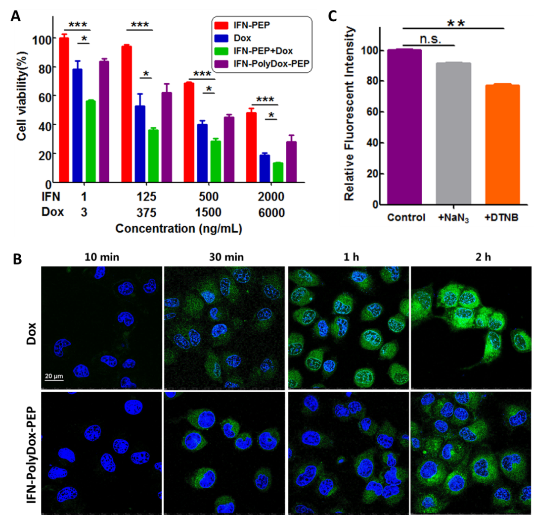 北京大学吕华课题组：蛋白质-高分子偶联物的精准设计--聚氨基酸化干扰素联合阿霉素用于肿瘤协同治疗的图3
