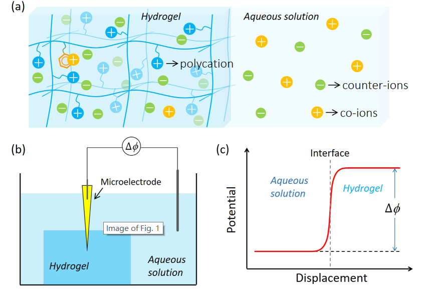 北海道大学龚剑萍教授团队：利用微电极技术探究新型“杂化聚电解质”水凝胶中的阳离子-π作用的图1