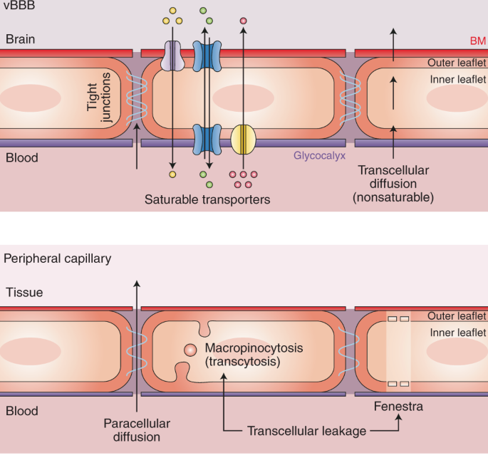 通透性增加_通透性的概念_通透性