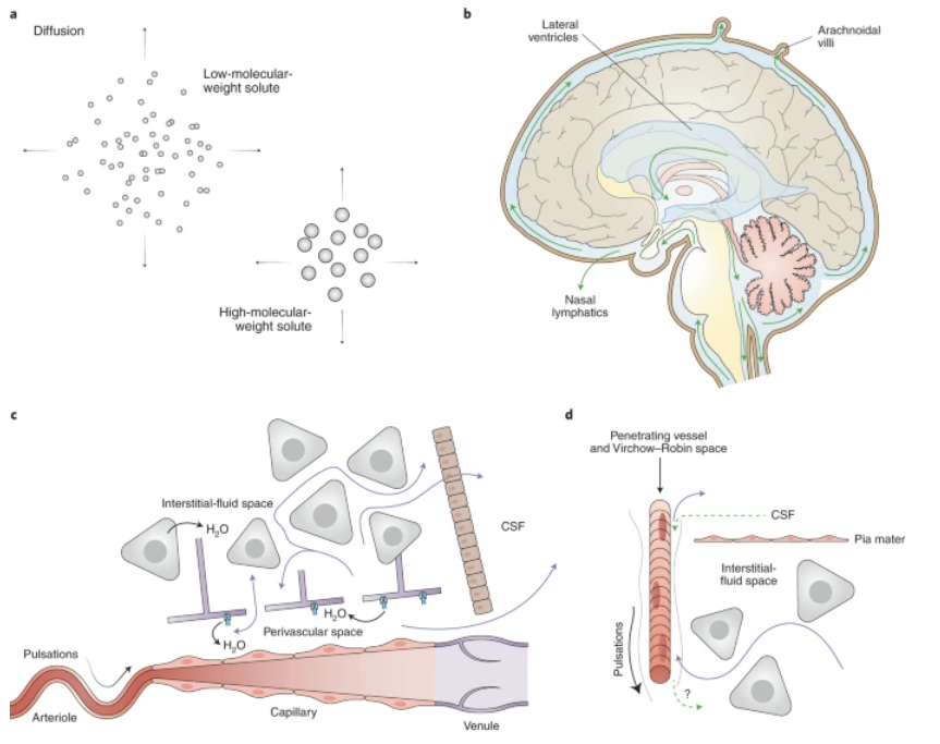 通透性的概念_通透性_通透性增加