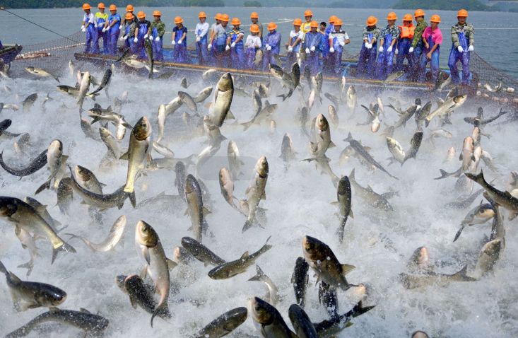 年年有魚！千島湖野生胖頭魚來啦！ 未分類 第16張