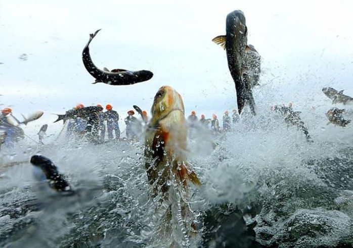年年有魚！千島湖野生胖頭魚來啦！ 未分類 第17張