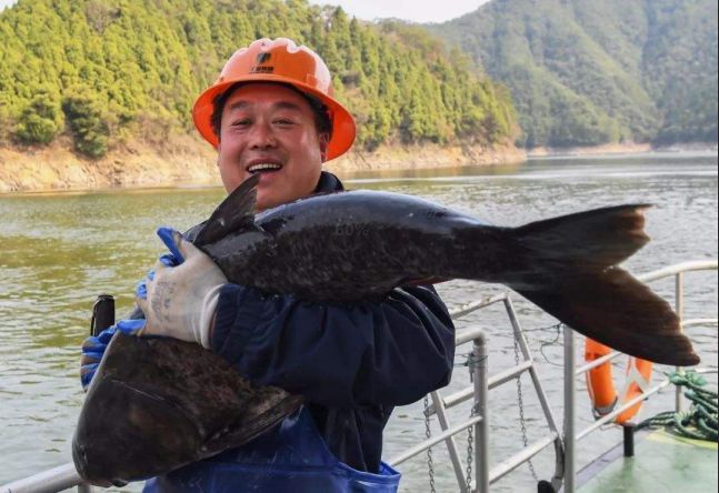 年年有魚！千島湖野生胖頭魚來啦！ 未分類 第18張