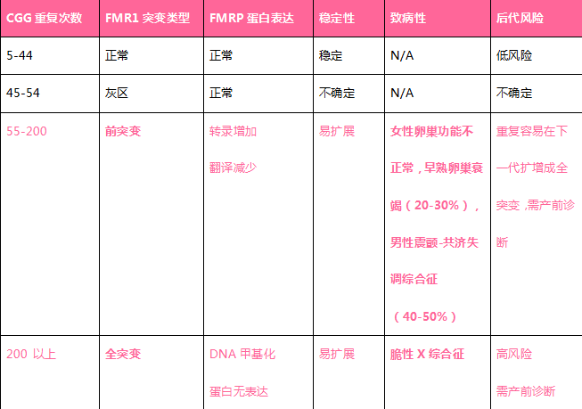 脆性X综合征 <wbr>| <wbr>一条X染色体的故事