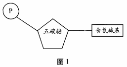 脱氧核糖核酸的作用