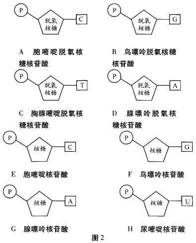 脱氧核糖核酸的作用