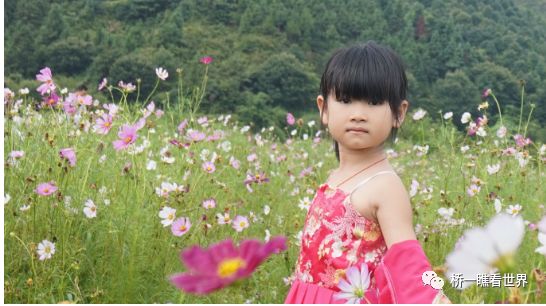 大湖竟有一处格桑花海 不用去西藏 一样美到爆 旅游线路最新推介