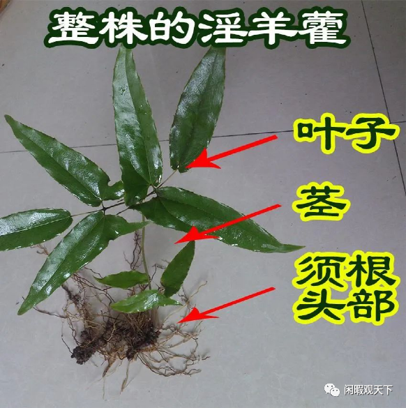 它才是中药界的“伟哥”，专治男人各种不行，只有这样吃才有用！