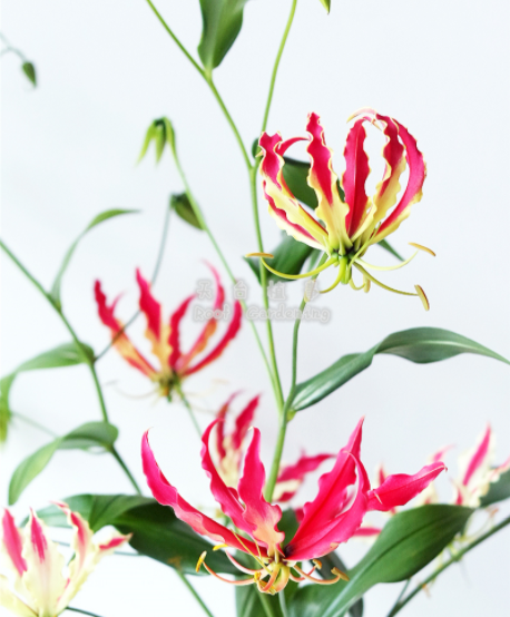 会爬藤的嘉兰百合开花如火焰般灿烂耐热耐晒又耐阴