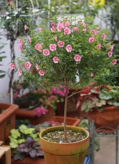 小木槿棒棒糖这样养,花球越长越大,四季常开! - chrome插件网