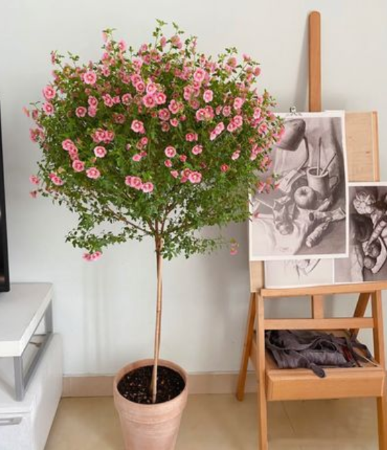 小木槿棒棒糖这样养,花球越长越大,四季常开! - chrome插件网