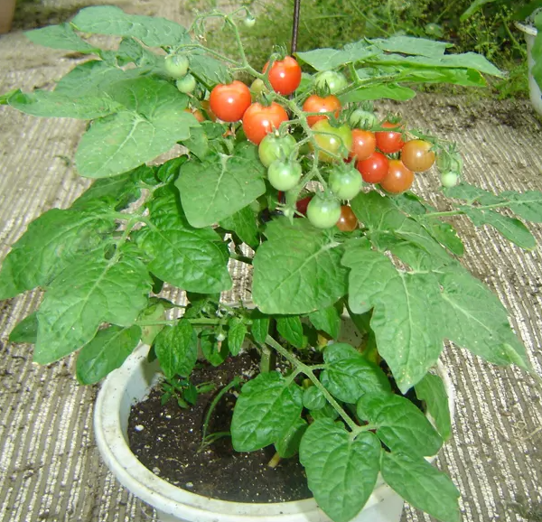 三,小番茄的盆栽方法