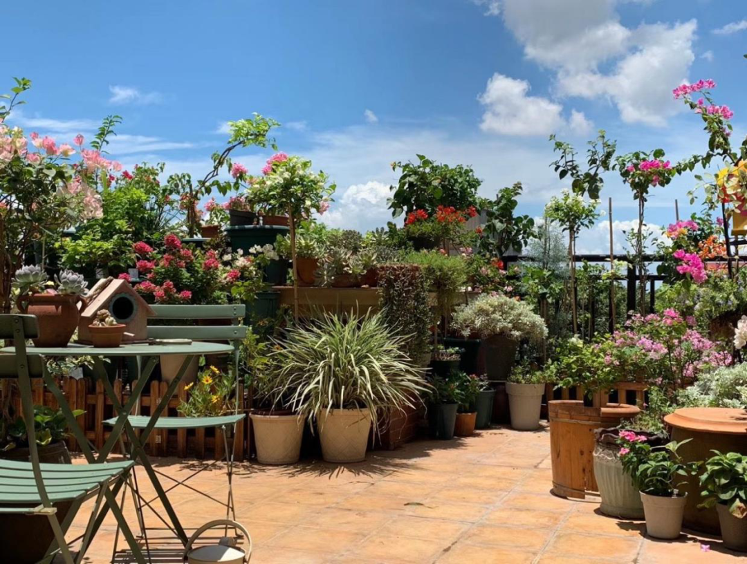 海妈花园访问 广东全职妈妈从零开始 2年半打造40 露台全盆栽花园 四季有花 全网搜