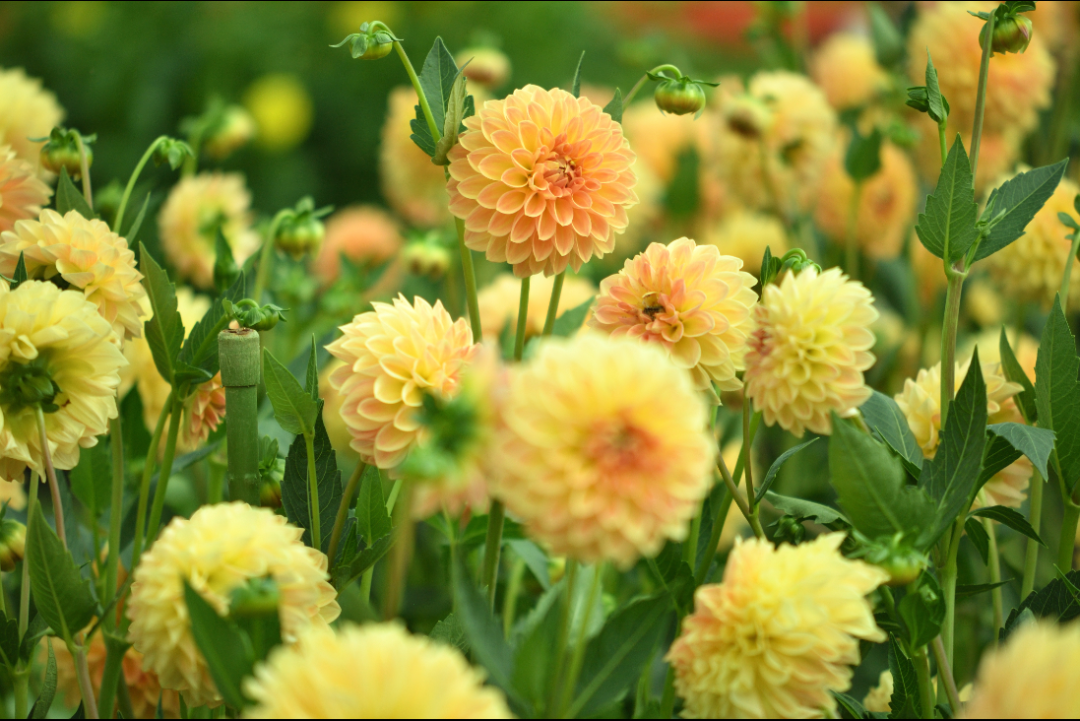 7月花事丨初夏花园功课重点来了 早做准备少收空盆 塔莎的花园 微信公众号文章阅读 Wemp