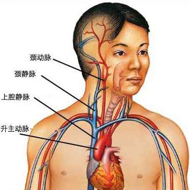 中心导管怎么使用科普｜关于中心静脉导管，您了解多少？_https://www.jmylbn.com_新闻资讯_第1张