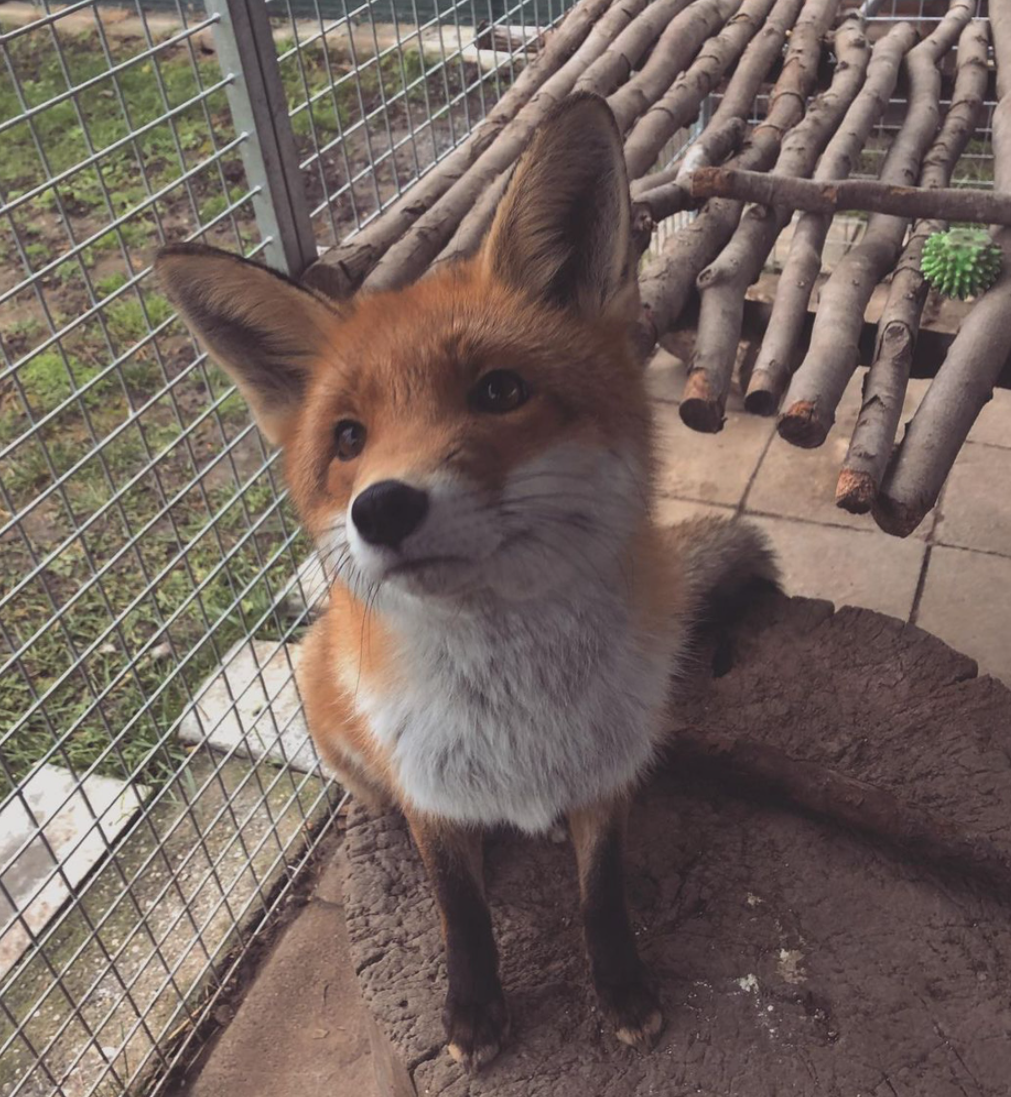 二哈捡到一只小狐狸,主人本想放生,但看到狗子的反应决定……收养了!