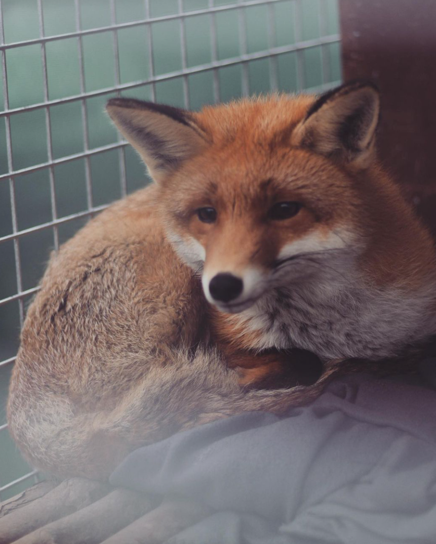 二哈捡到一只小狐狸,主人本想放生,但看到狗子的反应决定……收养了!