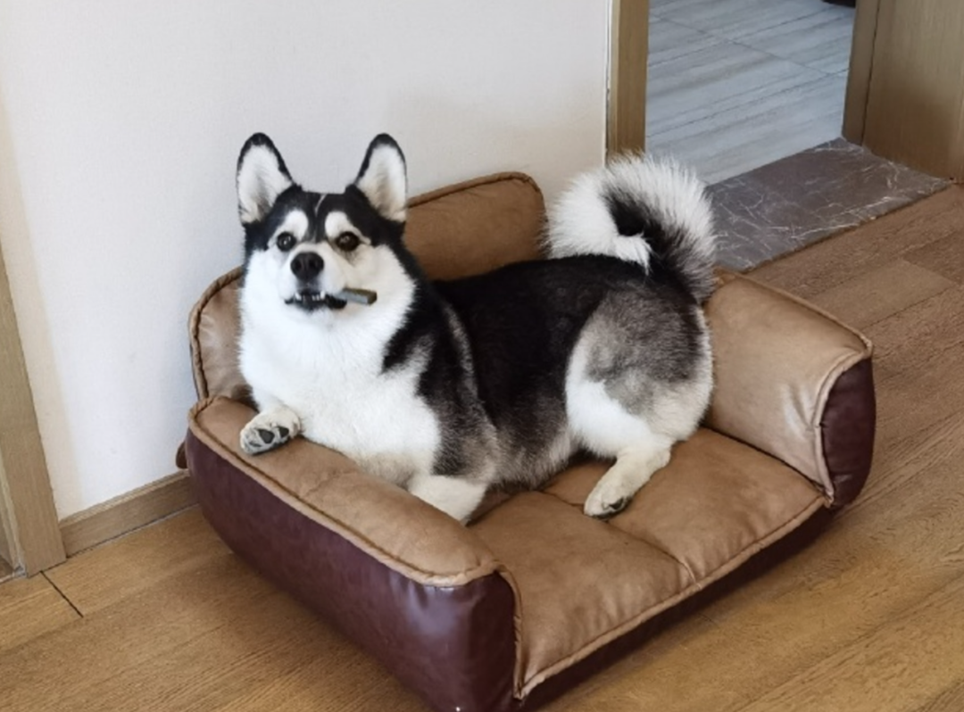 小短腿“哈士奇”突然火遍全网，主人却辟谣：它和二哈完全没有关系!